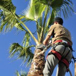 Tree Services St. Tammany Parish