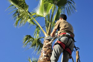 Tree Services St. Tammany Parish